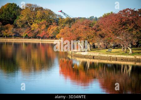 Tidal Basin Kirschbäume Herbstfarben Washington DC | WASHINGTON D.C., Vereinigte Staaten — Ein Baukran erhebt sich über herbstfarbene Kirschbäume am Tidal Basin, ein Zeichen der laufenden Infrastrukturarbeiten zur Sicherung der versagenden Ufermauer des Reservoirs. Zwischen 1882 und 1909 vom Army Corps of Engineers als Gezeiten-Spülbecken erbaut, lässt das Reservoir bei jeder Flut immer noch etwa 250 Millionen Gallonen Wasser des Potomac River zu. Stockfoto