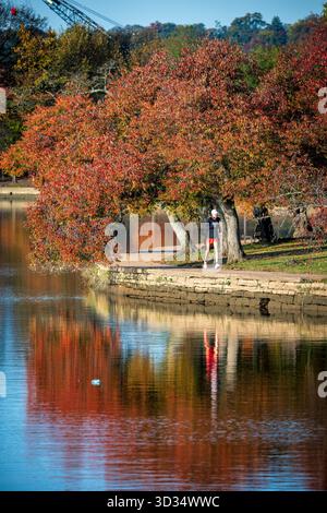 Cherry Trees in Herbstfarben Tidal Basin Washington DC // WASHINGTON DC – Cherry Trees zeigen leuchtende Herbstfarben entlang des Tidal Basin, ein markantes Merkmal der Landschaft von Washington DC. Eine Person wird auf dem Weg neben dem Wasser gesehen, der das bunte Laub widerspiegelt. Diese dekorativen Kirschbäume, die für ihre Frühlingsblüten bekannt sind, bieten auch eine eindrucksvolle Herbstpräsentation. Das Tidal Basin, ein künstlicher Stausee, ist Teil des West Potomac Park und umgeben von berühmten Denkmälern, die den Potomac River mit dem Washington Channel verbinden. Stockfoto