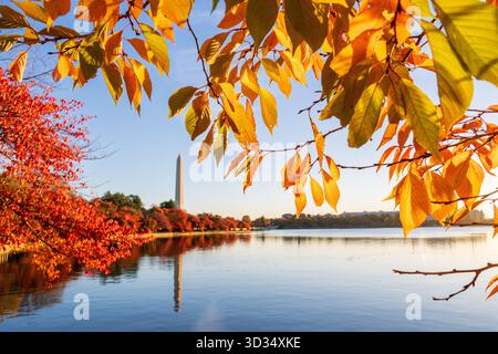 Washington Monument Reflexion Tidal Basin Herbst Washington DC | WASHINGTON D.C., Vereinigte Staaten — Das Washington Monument spiegelt sich im Tidal Basin zwischen Ufern von roten und goldenen Kirschbäumen wider, eine Gruppe von Bundesgebäuden ist am fernen Ufer sichtbar. Der Obelisk, der George Washington gewidmet ist und 1884 fertiggestellt wurde, ist 555 Fuß 5 1/8 Zoll (169,3 m) hoch und erhebt sich über ein Reservoir, das gebaut wurde, um den Washington Channel mit Gezeitenwasser des Potomac zu spülen. Stockfoto