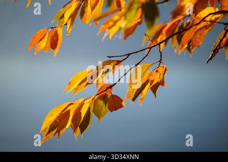 Kirchenbaumblätter in Herbstfarben am Tidal Basin Washington DC | WASHINGTON D.C., Vereinigte Staaten — Von hinten beleuchtete Kirschbaumblätter leuchten golden und orange vor einem klaren Himmel am Tidal Basin. Die meisten Bäume des Beckens sind Yoshino-Kirsche (Prunus × yedoensis), Teil des ursprünglichen Geschenks aus dem Jahr 1912 von Japan, das vor allem für seine Frühlingsblüten bekannt ist, aber ebenso eindrucksvoll in ihrem kurzen Herbstkleid. Stockfoto