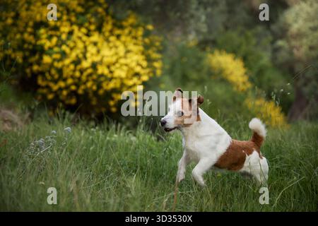 Ein Jack Russell Terrier springt über hohes Gras mit gelben Blumen dahinter. Mitten in der Luft mit fröhlichen Bewegungen. Stockfoto