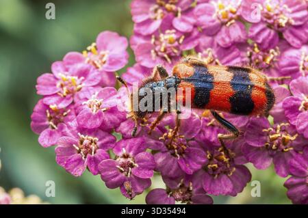 Trichodes apiarius Käfer ruhen auf den leuchtend rosa Blüten der Schafgarbe in einem lebendigen Garten in natürlichem Licht Stockfoto