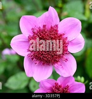 Helle magentarote oder lila Anemonenblüten von Dahlia Blue Bayou UK Garten September Stockfoto