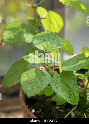 Detaillierte Nahaufnahme frischer melissa officinalis-Blätter, die in einem Topf unter natürlichem Licht wachsen Stockfoto