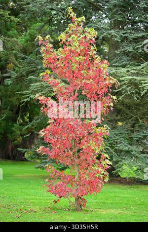 Rotes Herbstlaub auf jungen Liquidambar styraciflua Baum / süßer Gummibaum gesehen vor immergrüner Tanne UK Garten September Stockfoto