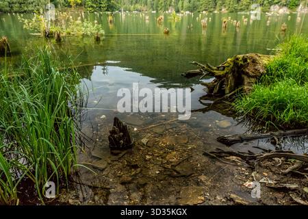 Klarer See mit sichtbarem felsigem Boden, Wasserpflanzen und moosbewachsenem Stumpf. Eine ruhige Waldszene mit natürlicher Regeneration und Textur. Stockfoto