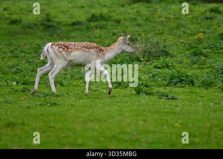 fawn oder junger Damhirsch, Dama Dama, auf Gras UK September Stockfoto