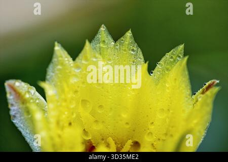 Nahaufnahme einer gelben Blume mit Tautropfen auf durchscheinenden Blütenblättern. Ein lebendiges und zartes Makrobild mit weichem Hintergrund. Stockfoto