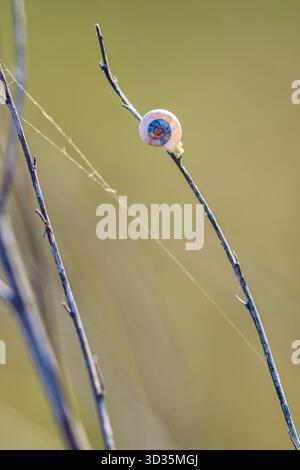 Kleine Schnecke mit Spiralschale, die auf einem trockenen Zweig thront, mit einem zarten Spinnenstrang in der Nähe. Eine minimalistische Makroszene mit weichem grün-gelbem Hintergrund. Stockfoto