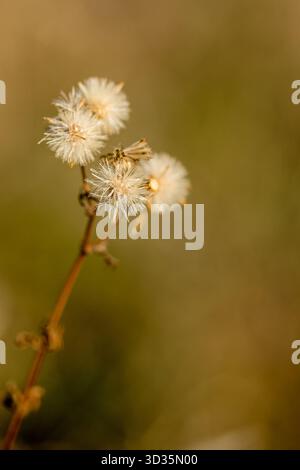 Flauschige weiße Samenköpfe auf einem getrockneten Wildblumenstiel, die wie Löwenzahnpuppen aussehen. Ein weiches und luftiges Makrobild mit Erdtönen und geringer Tiefe. Stockfoto