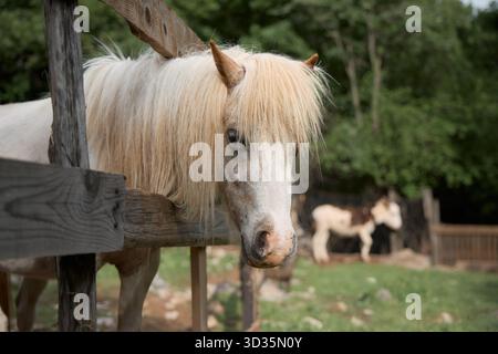 Ein helles Pony steht hinter einem Holzzaun. Er blickt nach vorne, während er sich in der Nähe des Fahrerlagers ruht. Stockfoto