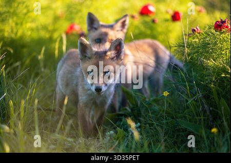 Rotfuchs Vulpes vulpes. Zwei Fuchs stehen auf einer Wiese. Wilder Jungfuchs. Nahaufnahme. Stockfoto
