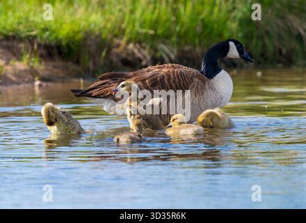 Eine Gruppe von Babygänsen, die in den flachen Gewässern eines Sees mit ihrer Mutter in der Nähe baden. Stockfoto