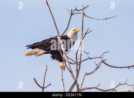 Ein großer Weißkopfseeadler, der auf baren-Zweigen vor einem hellblauen Himmel thront. Nahansicht. Stockfoto