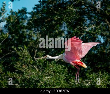 Rosenlöffelschnabel, der in der Nähe der Kolonie auf Floridas Peace River fliegt Stockfoto