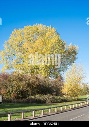 Gelbes Herbstlaub eines großen Baumes neben der Worm Hill Terrace in Washington, England, Großbritannien Stockfoto