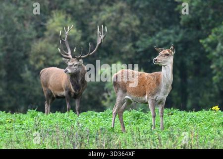 Sieben spitze männliche Rotwild / Cervus elaphus Hirsch oder hirsch, und weibliche Rehe oder Hinterhut UK Park September Stockfoto