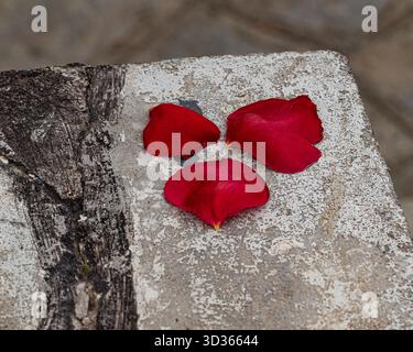 Nahaufnahme von drei roten Rosenblättern auf einer alten, gerissenen Betonoberfläche. Perfekt für Konzepte von Liebe, Zeit, Fragilität, Kontrast, Stockfoto