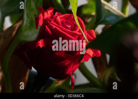 Eine konservierte getrocknete Rose im Morgenlicht Stockfoto
