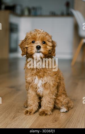 Niedlicher brauner Maltipoo-Welpe, der auf einem Holzboden in einem modernen Zuhause sitzt. Der flauschige Hund hat lockiges Fell und einen unschuldigen Ausdruck, der neugierig auf ihn blickt Stockfoto