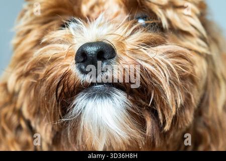Eine lustige Nahaufnahme eines flauschigen braunen Hundes mit halb geschlossenen Augen, die einen leicht albernen und entspannten Look verleiht, während Sie sich drinnen in weichem natürlichem Licht ruhen. Stockfoto