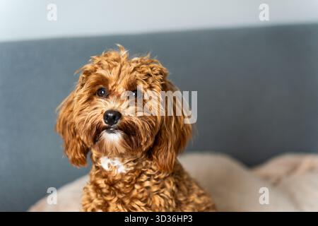 Nahaufnahme eines flauschigen Hundes mit großen runden Augen und weichem Fell, der ruhig sitzt und mit Charme und Neugier direkt in die Kamera blickt. Stockfoto