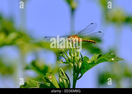 Weibliche herbstliche Meadowhawk-Libelle, die auf einer Hibiskuspflanze ruht Stockfoto
