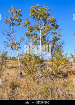 Zwei schlanke Bäume stehen auf einem trockenen Grasfeld unter einem hellblauen Himmel und fangen eine ruhige ländliche Landschaft ein. Sonnenlicht hebt grüne und goldene Blätter hervor, Co Stockfoto