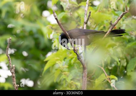 Quiscalus quiscula in den Bäumen am Theodore Roosevelt Island National Memorial in Washington D.C, USA Stockfoto