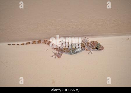 Mediterranes Haus Gecko (Hemidactylus turcicus) in einem Haus an der Nordküste Ägyptens Stockfoto