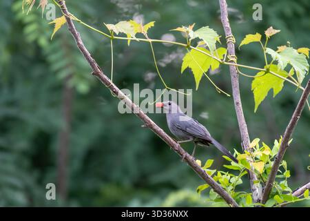 Dumetella carolinensis Gray Catbird sitzt auf einem Ast und isst in Tyson's Corner Virginia Rotbeeren Stockfoto