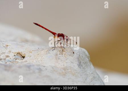 Nahaufnahme der Rotgeäder TropfLibelle (Trithemis arteriosa), die auf einem dekorativen Felsen im Garten in Kairo, Ägypten, thront Stockfoto