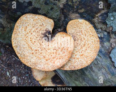 Dryad's Sattel (Cerioporus squamosus), auch Fasanenpilz, ist ein großer, essbarer Klappenpilz, der auf toten und sterbenden Hartholzbäumen wächst Stockfoto