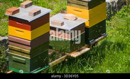 Stapel von bunten Bienenstöcken, die in verschiedenen Höhen auf einer grasbewachsenen Wiese angeordnet sind, umgeben von einer natürlichen Landschaft im Freien Stockfoto