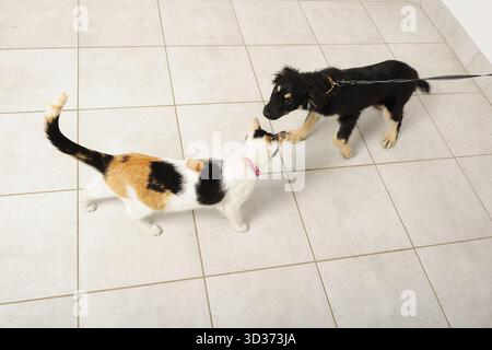 Tiere, Katzen & Hunde, Haustiere, Haustierbesitzer, Haustierbesitzer, Domesticus, Felis, Freundschaft, Stockfoto