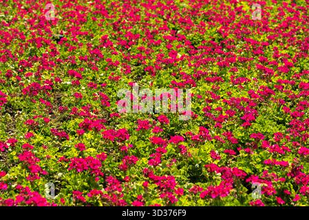 Ein Besuch im Jardines de México Park in Morelos, Mexiko Stockfoto