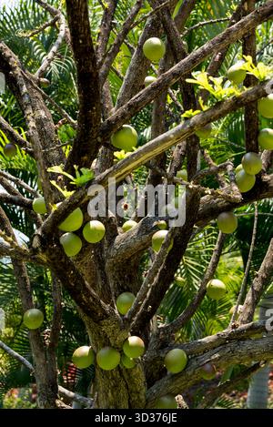 Ein Besuch im Jardines de México Park in Morelos, Mexiko Stockfoto