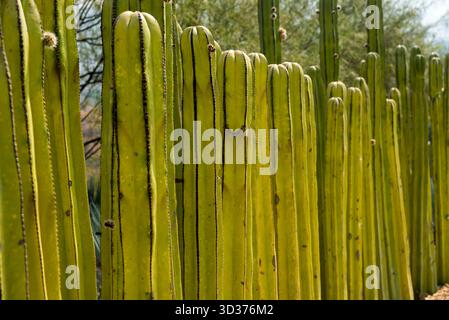 Ein Besuch im Jardines de México Park in Morelos, Mexiko Stockfoto