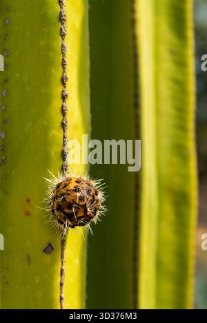 Ein Besuch im Jardines de México Park in Morelos, Mexiko Stockfoto