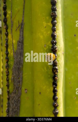 Ein Besuch im Jardines de México Park in Morelos, Mexiko Stockfoto