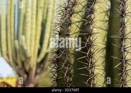 Ein Besuch im Jardines de México Park in Morelos, Mexiko Stockfoto
