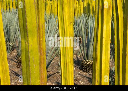 Ein Besuch im Jardines de México Park in Morelos, Mexiko Stockfoto
