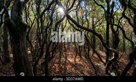 Sonnenlicht filtert durch knorrigen Wald im Headwaters State Forest in der Nähe von Brevard, North Carolina, USA Stockfoto