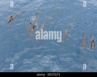 Eine kleine Gruppe von Kurzflossen-Grindwalen, Globicephala macrorhynchus, schwimmt in der Banda-See, Indonesien. Diese Wale können über 40 Jahre leben. Stockfoto