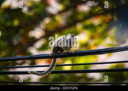 Gemeinsame Marmoset auf Stromleitungen in Rio de Janeiro, Brasilien Stockfoto
