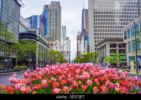 Tulpen blühen vor den hohen Wolkenkratzern von Chicago und verbinden urbane Architektur mit lebhaften Frühlingsblumen in einem amerikanischen Stadtbild. Stockfoto