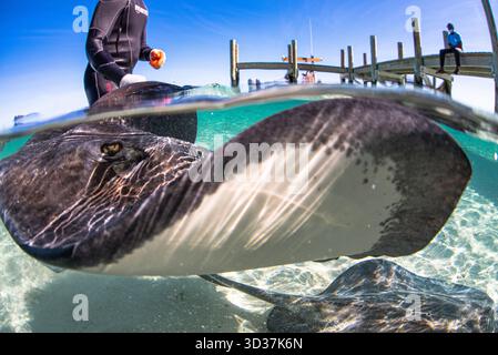 Stachelrochen auf den bahamas beim Schnorcheln mit meiner Kamera in flachen Gewässern mit geteilten Aufnahmen halb über und unter der Wasseroberfläche Stockfoto