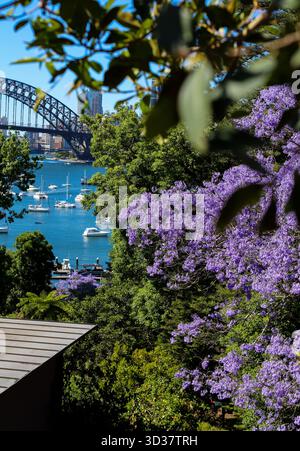 Sydney. November 2025. Dieses Foto, aufgenommen am 5. November 2025, zeigt die Landschaft der blühenden Jacaranda und der Harbor Bridge in Sydney, Australien. Quelle: Ma Ping/Xinhua/Alamy Live News Stockfoto