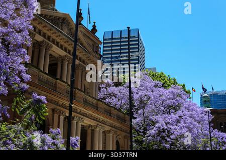 Sydney. November 2025. Dieses Foto vom 5. November 2025 zeigt blühende Jacaranda vor dem Rathaus in Sydney, Australien. Quelle: Ma Ping/Xinhua/Alamy Live News Stockfoto