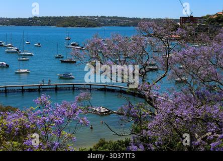 Sydney. November 2025. Dieses Foto, aufgenommen am 5. November 2025, zeigt die Landschaft der Jacaranda am Murray Rose Pool in Sydney, Australien. Quelle: Ma Ping/Xinhua/Alamy Live News Stockfoto